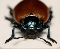 Chrysomela populi