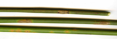 Puccinia cancellata