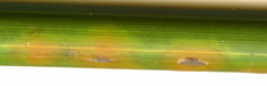 Puccinia cancellata
