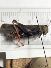 Spharagemon saxatile