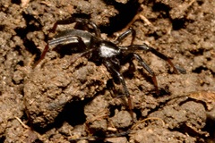 Zelotinae