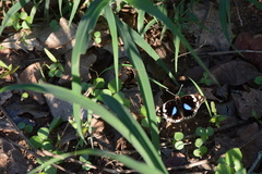 Junonia oenone oenone