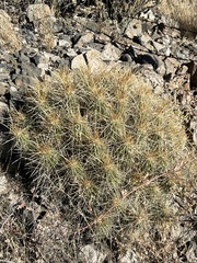 Echinocereus stramineus