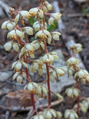 Pyrola crypta