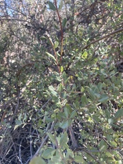 Ceanothus verrucosus