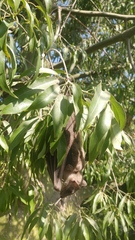 Rousettus aegyptiacus