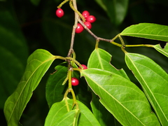 Lacistema aggregatum