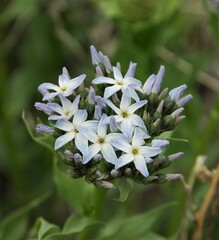 Amsonia tomentosa