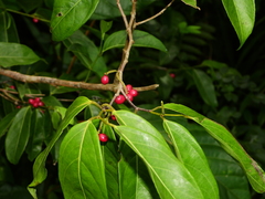 Lacistema aggregatum