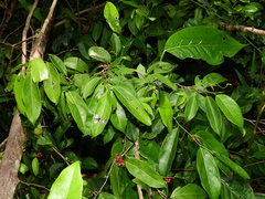 Lacistema aggregatum