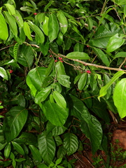 Lacistema aggregatum