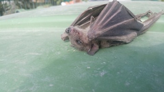 Rousettus aegyptiacus