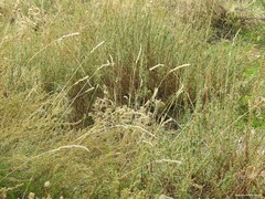 Dactylis glomerata hispanica