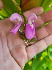 Canavalia cathartica