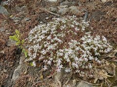 Sedum anglicum