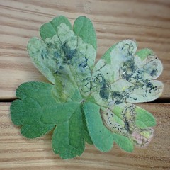 Agromyza nigrescens