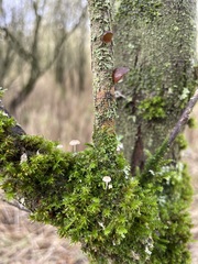 Mycena pseudocorticola