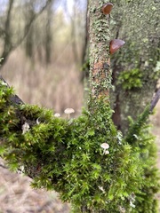 Mycena pseudocorticola