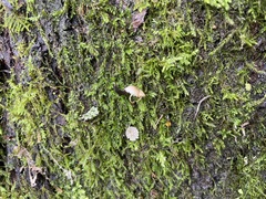 Mycena pseudocorticola