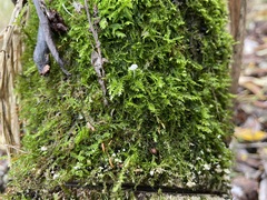 Mycena pseudocorticola