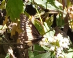 Catasticta nimbice