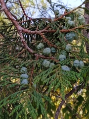 Juniperus flaccida