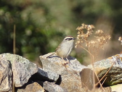 Oriturus superciliosus