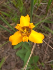 Trimezia juncifolia