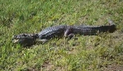 Caiman latirostris