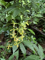 Cephalantheropsis obcordata