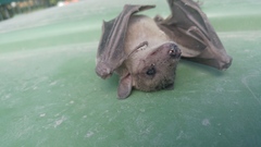 Rousettus aegyptiacus