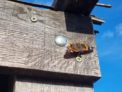 Vanessa atalanta atalanta