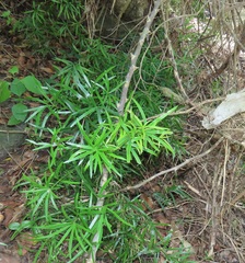 Asparagus falcatus