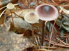 Mycena sanguinolenta