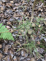 Equisetum