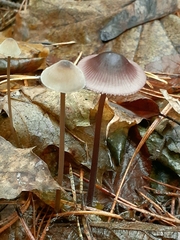 Mycena sanguinolenta