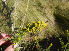 Solidago spectabilis