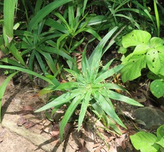 Cyperus albostriatus