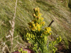 Solidago spectabilis