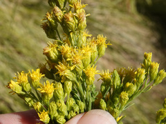 Solidago spectabilis