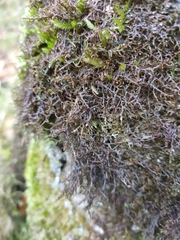 Frullania tamarisci