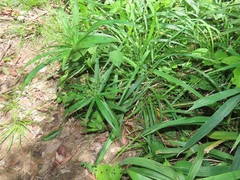Cyperus albostriatus