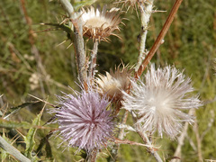 Cirsium mohavense