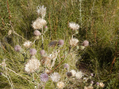 Cirsium mohavense