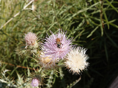 Cirsium mohavense