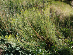 Solidago spectabilis