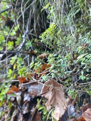 Rhodothamnus chamaecistus