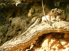 Sceloporus gadoviae