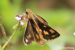 Taractrocera luzonensis