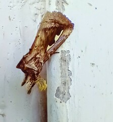 Didugua argentilinea